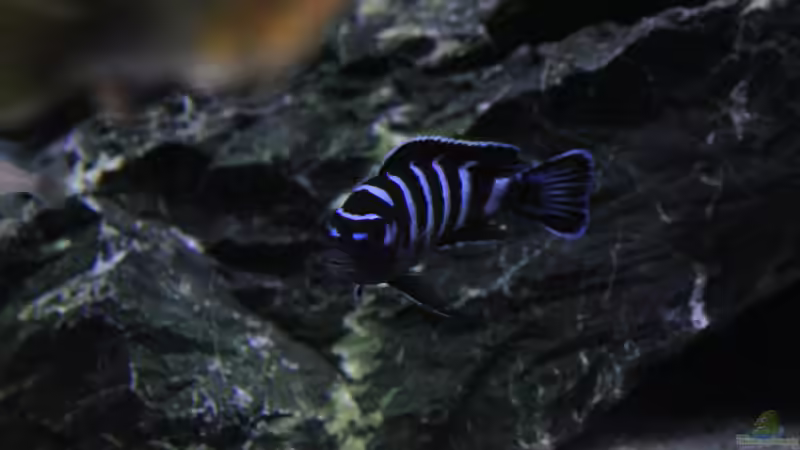 Pseudotropheus demansoni  von Mbuna_Memo (20)