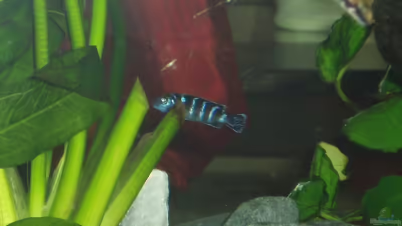 Pseudotropheus Demansoni  von Stefan Matz (17)