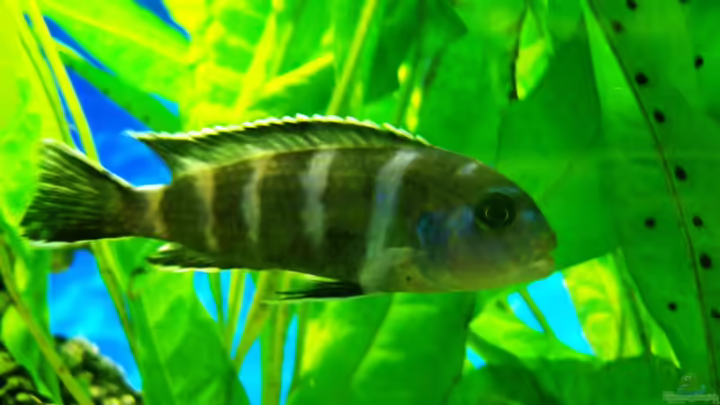 Pseudotropheus demansoni von 47 Malawi (20)