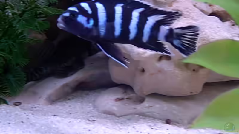 Pseudotropheus demasioni ca 9cm von Bianka Merschbrock (7)