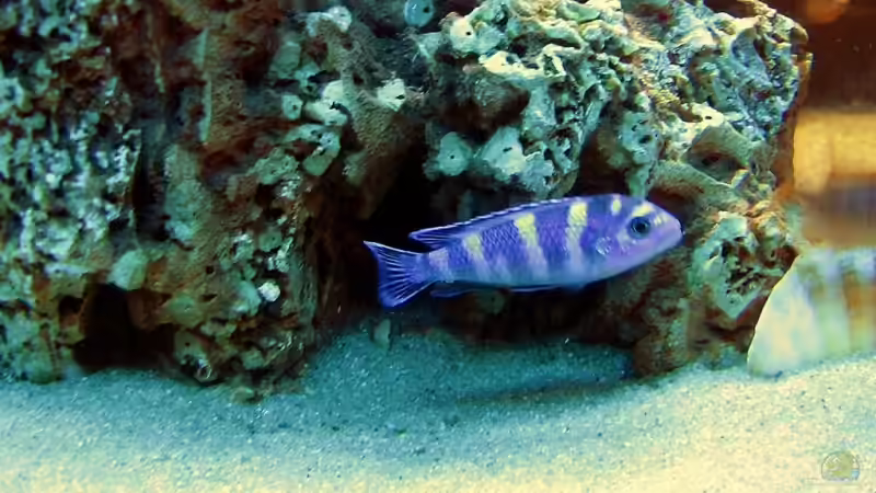 Pseudotropheus demasoni - Haltung und Vergesellschaftung