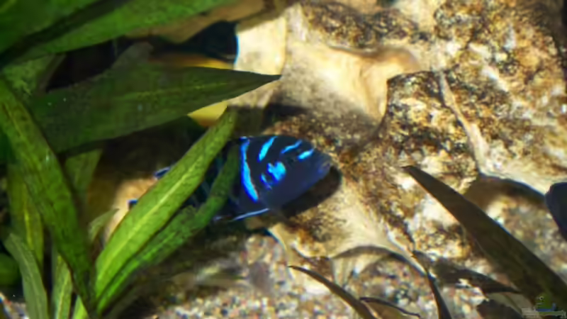 Pseudotropheus demasoni  von Andreas Hesse (23)