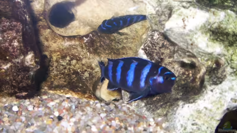 Aquarien mit Pseudotropheus demasoni