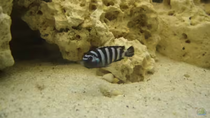 Pseudotropheus demasoni im AQ 1m 2w von Marzena & Christian Frenz (9)