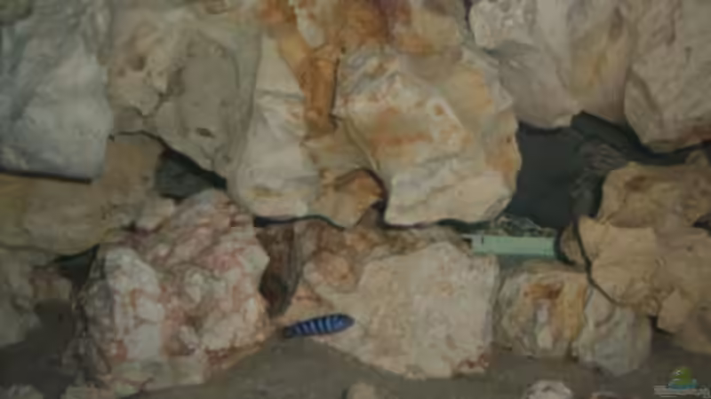 Pseudotropheus Demasoni Jungfisch von Bruno Dewald (5)