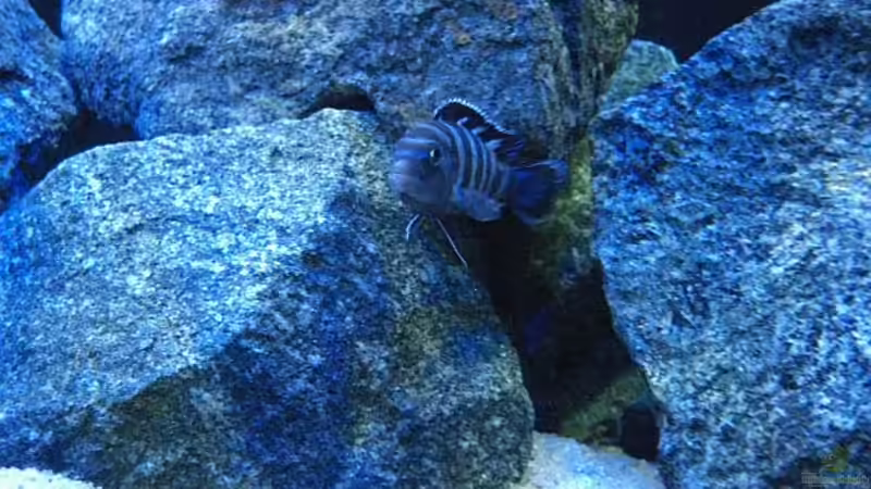 Pseudotropheus Demasoni Männchen von Matoba (21)