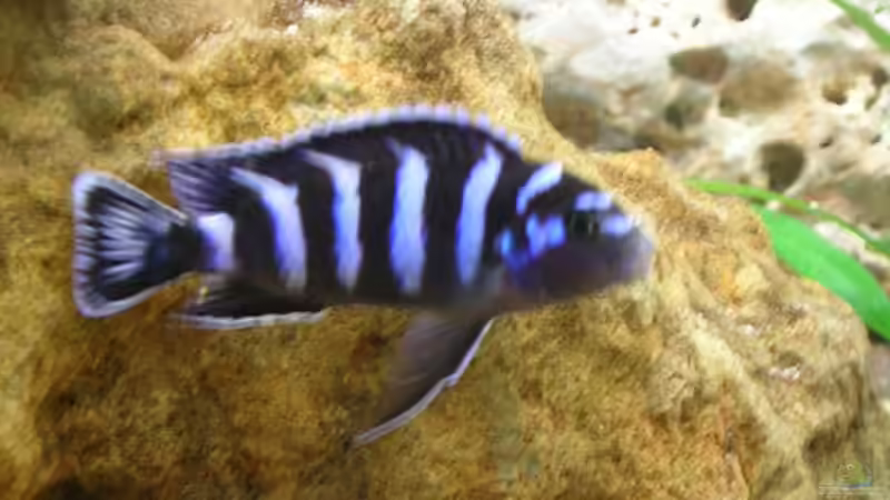 Pseudotropheus demasoni Männchen von Theodor Schmidt (21)