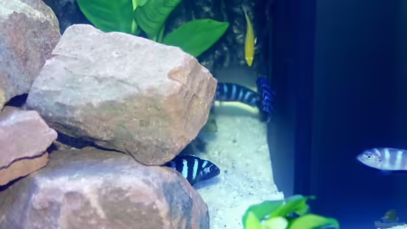 Pseudotropheus demasoni und Yellow, Gelber Labidochromis von Uwe Zawadski (11)