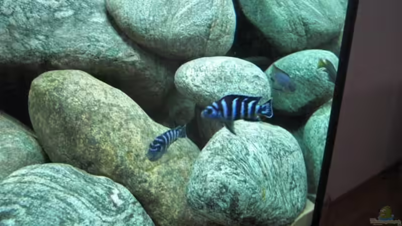 Pseudotropheus demasoni von Andre Walz (19)