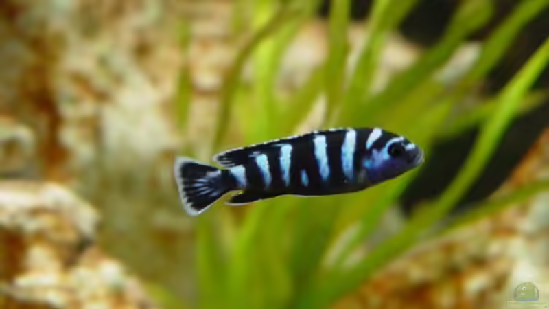 Pseudotropheus Demasoni von Christian Schwarz (3)