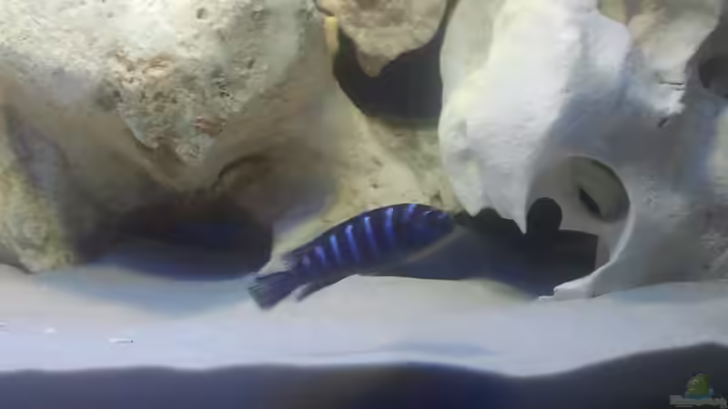 Pseudotropheus demasoni von Crashdragon (25)