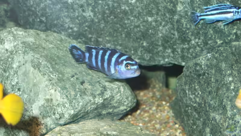 Pseudotropheus demasoni von Crenii (22)