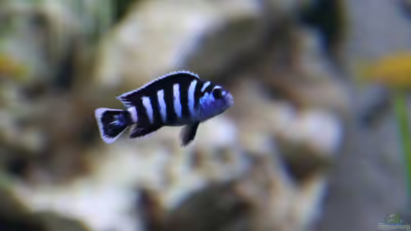 Pseudotropheus demasoni von Demasoni Fan (12)