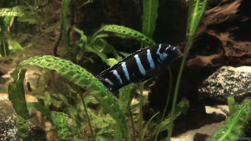 Pseudotropheus demasoni von Edmund Thaler (12)