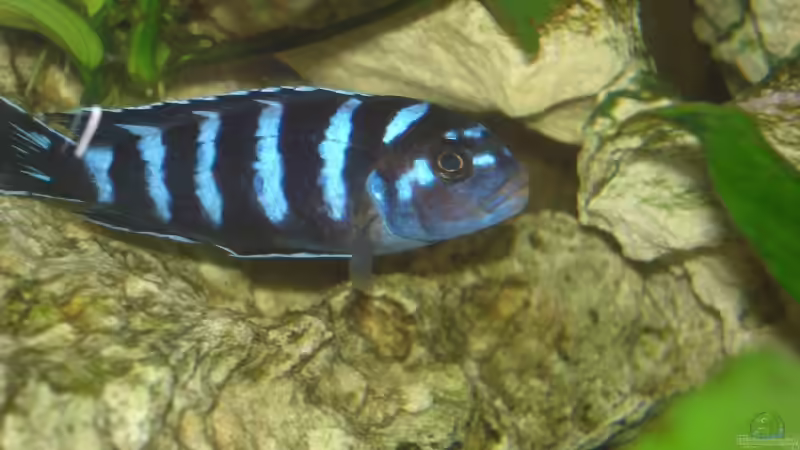 Pseudotropheus demasoni von Florian Frank (11)