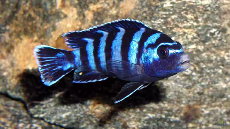 Pseudotropheus demasoni von Krzysztof Kowalski (2)