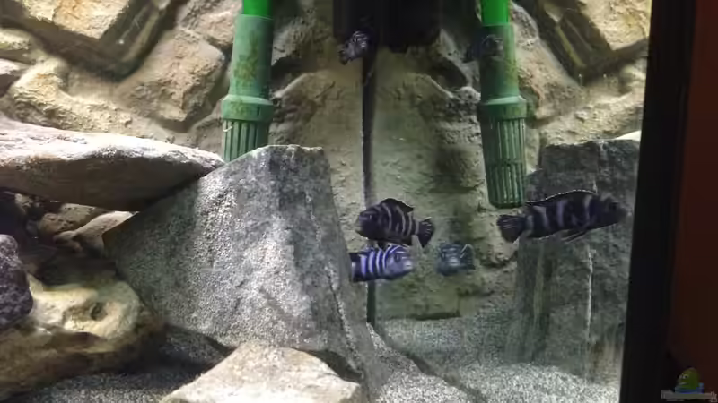 Pseudotropheus demasoni von Malawianer09 (6)