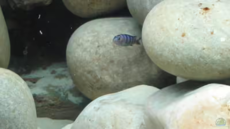 Pseudotropheus demasoni von Pille (8)