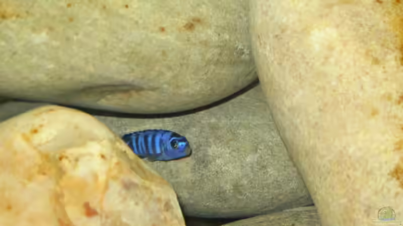 Pseudotropheus demasoni von Pille (9)