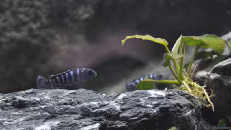 Pseudotropheus Demasoni von SirHawkman (6)