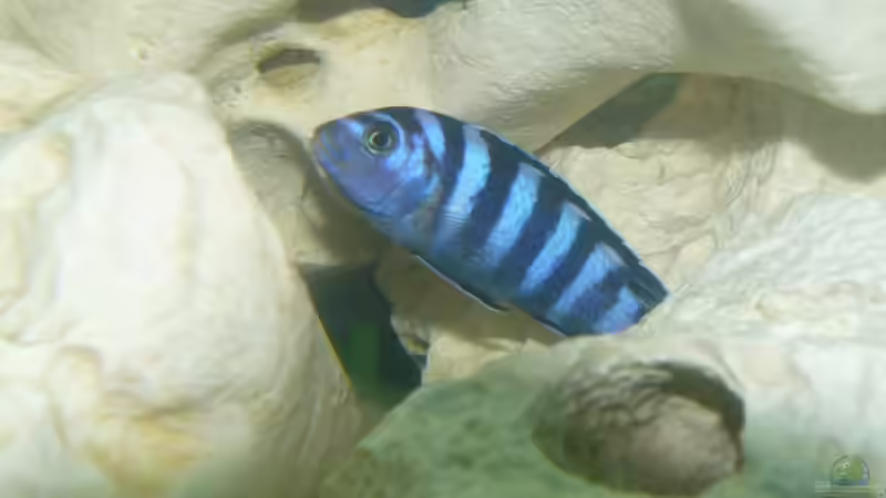 Pseudotropheus demasoni von wundi82 (4)