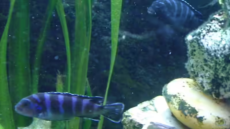 Aquarien mit Pseudotropheus demasoni