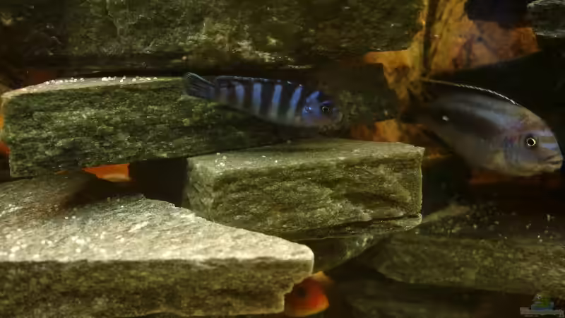 Aquarien mit Pseudotropheus demasoni