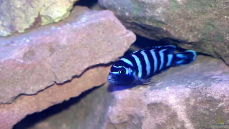 Aquarien mit Pseudotropheus demasoni