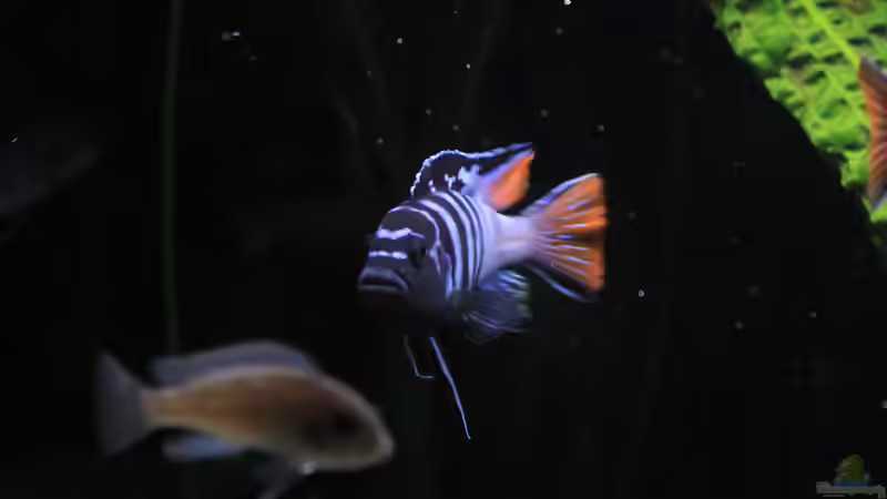 Pseudotropheus elenagatus mpanga von Mbuna_Memo (21)