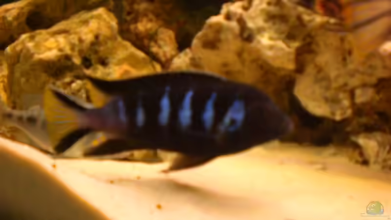 pseudotropheus elongatus Bock von h.p.m (10)