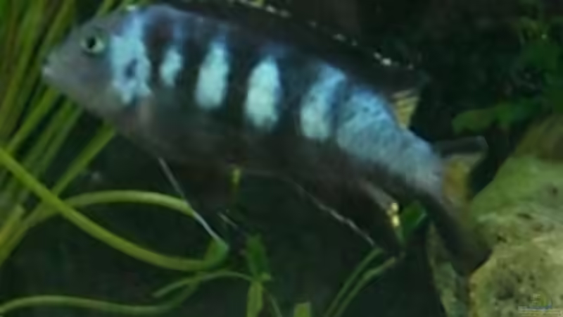 Aquarien mit Pseudotropheus elongatus chewere
