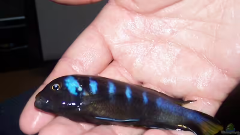 Pseudotropheus elongatus chewere Männchen von Maik83 (13)