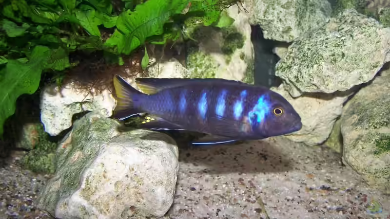 Pseudotropheus elongatus chewere Männchen von Maik83 (43)