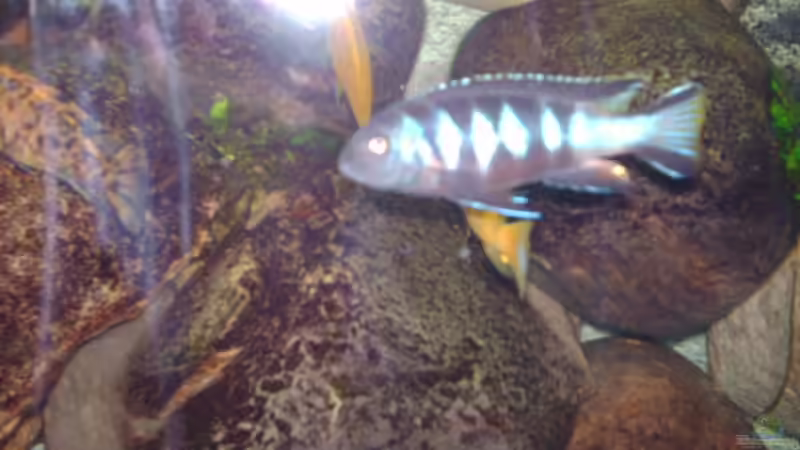 Aquarien mit Pseudotropheus elongatus chewere