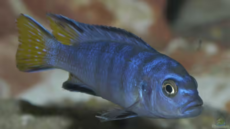 Pseudotropheus Elongatus m  von Gerhard Schrenk (19)