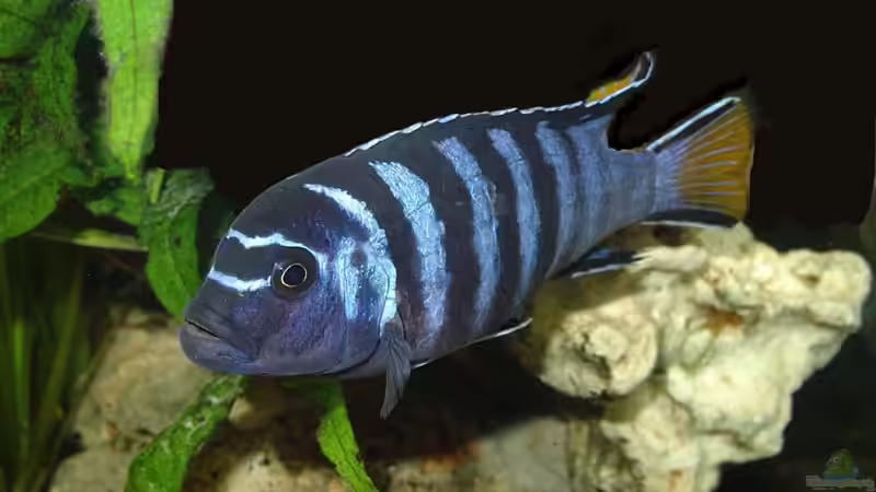 Pseudotropheus elongatus männlich von Andrea Wendel (17)