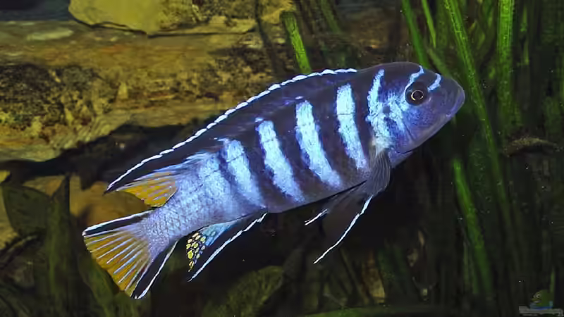 Pseudotropheus elongatus männlich von Andrea Wendel (24)