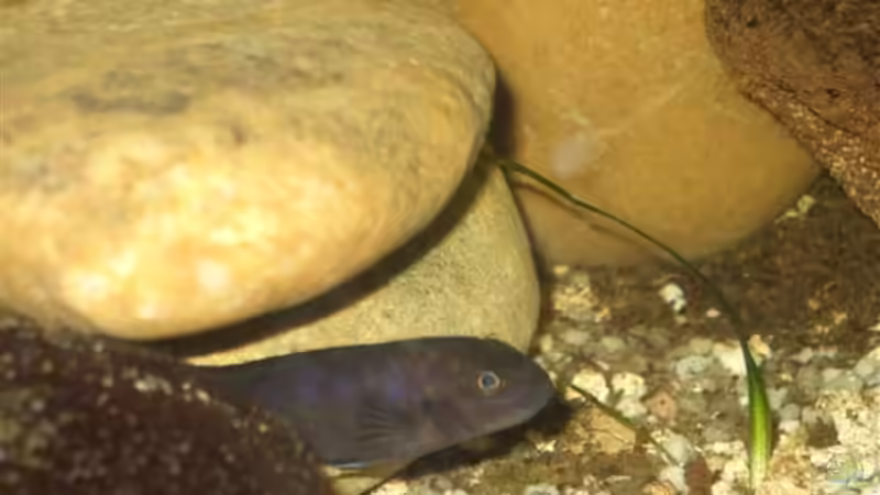 Pseudotropheus Elongatus Microstoma Weibchen von Esslinger (26)