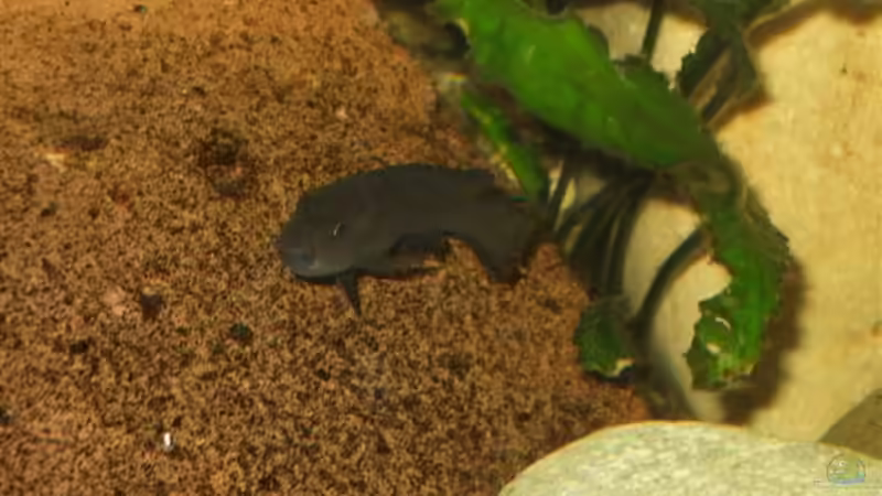 Pseudotropheus elongatus microstoma weibchen von Esslinger (37)