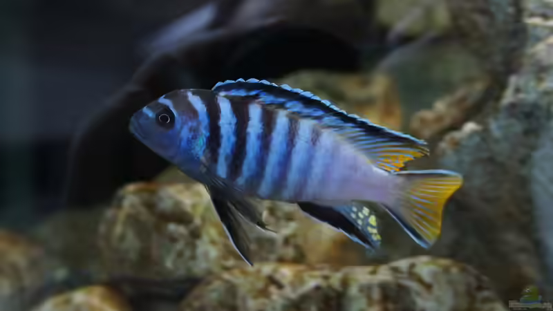 Aquarien mit Pseudotropheus elongatus (Schmalbarsch)