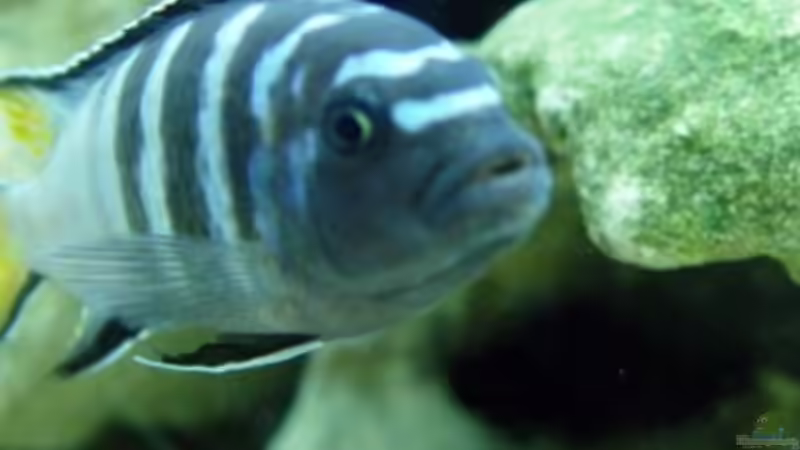 Pseudotropheus Elongatus mpanga