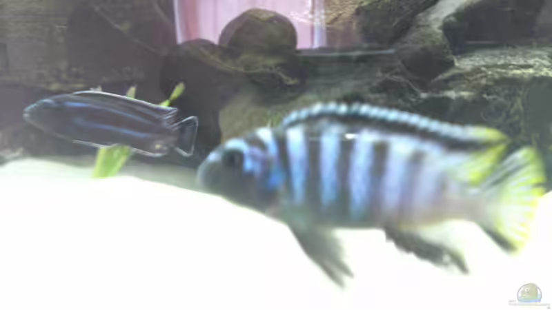 Pseudotropheus Elongatus Mpanga  Bock und Melanochromis Cyanerohabos Maingano Bock von Master S2308 (31)