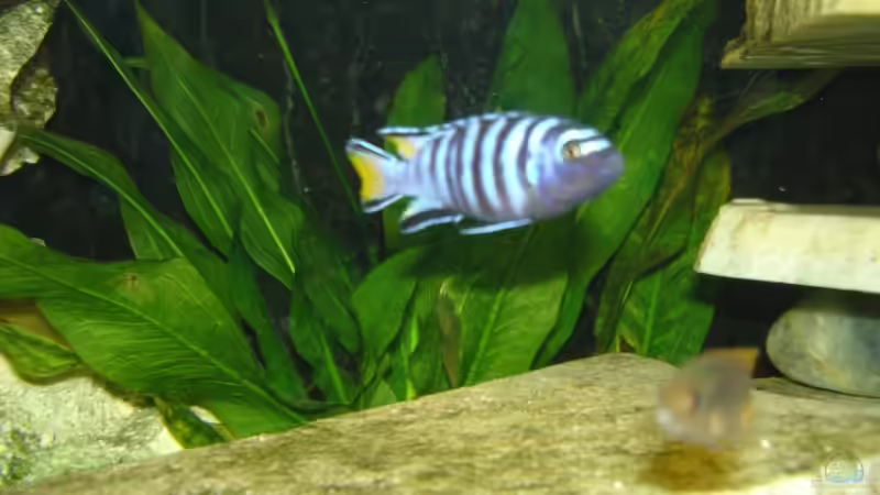 Aquarien mit Pseudotropheus elongatus (Schmalbarsch)