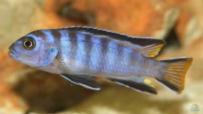 Pseudotropheus elongatus ´mpanga´  von Svenson (7)