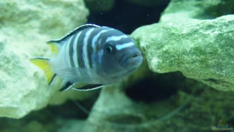 Aquarium Grundlagenwissen