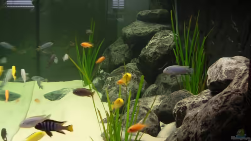 Pseudotropheus elongatus mpanga Bock;Pseudotropheus socolofi;Labidochromis caeruleus von Tobias Blaurock (6)