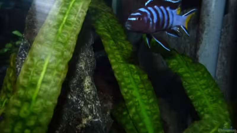 Pseudotropheus elongatus Mpanga Bock von Carsten Peters (32)