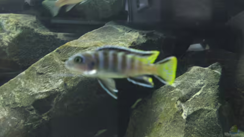 Pseudotropheus Elongatus Mpanga Bock von Master S2308 (24)