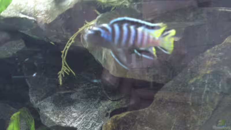 Pseudotropheus Elongatus Mpanga Bock von Master S2308 (30)