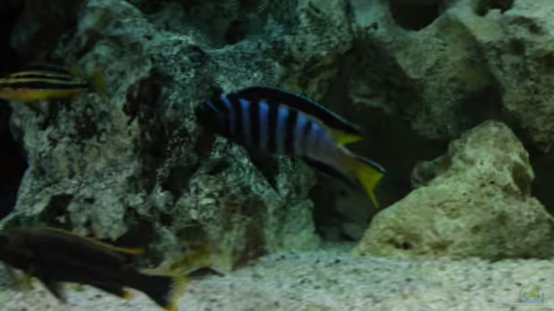 Pseudotropheus elongatus mpanga Bock von Strohhut. (9)